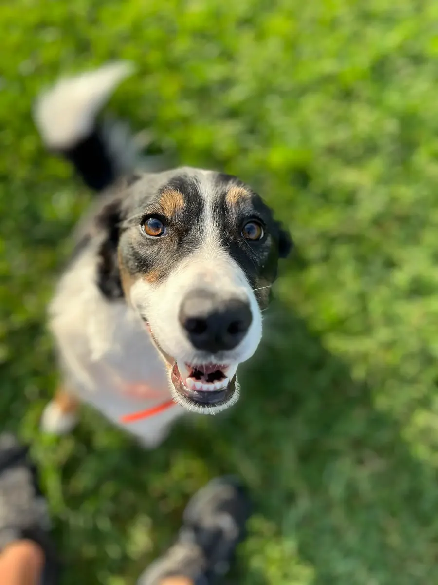 Adult dog looking up at the camera with an open-mouthed grin on green grass